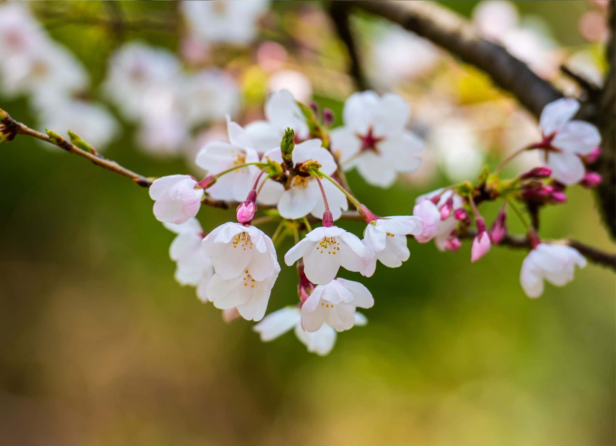 biodiversité-nature-rse